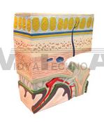 The dissection model of layer in root of skull